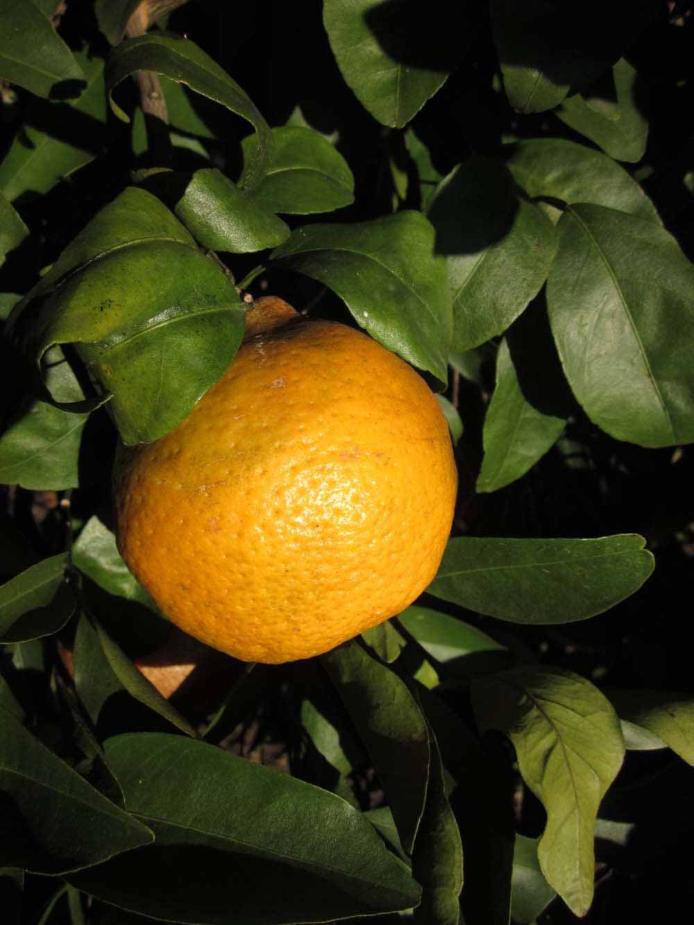            Fruit (Winter Haven, FL)   